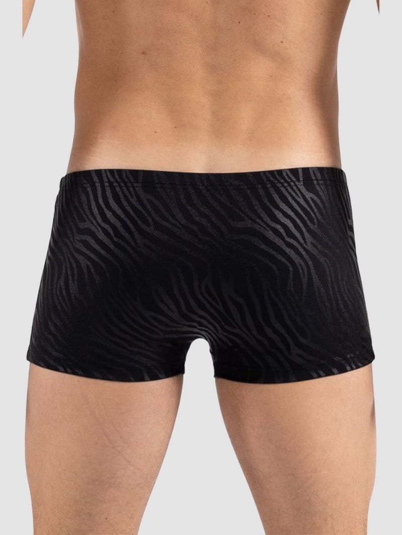 Boxer Zebra
